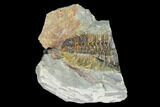 Fossil Calymene Trilobite Nodule - Morocco #100015-2
